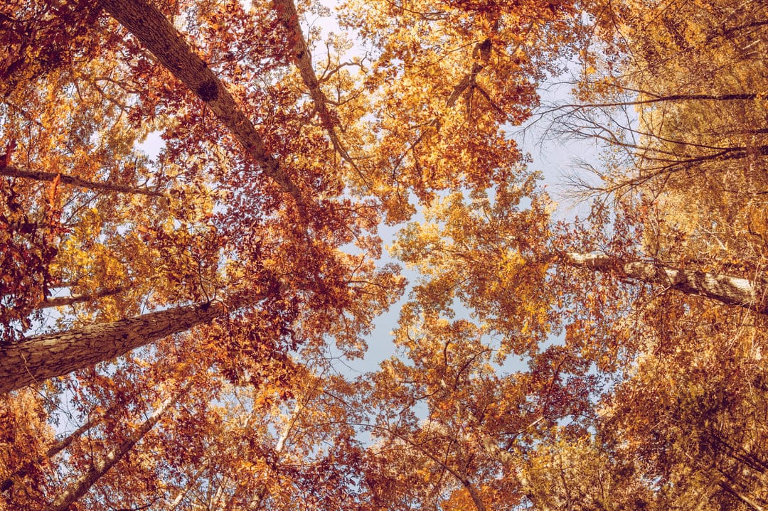 Golden and orange autumn leaves on tall tree branches reaching upward toward a clear blue sky in a forest.