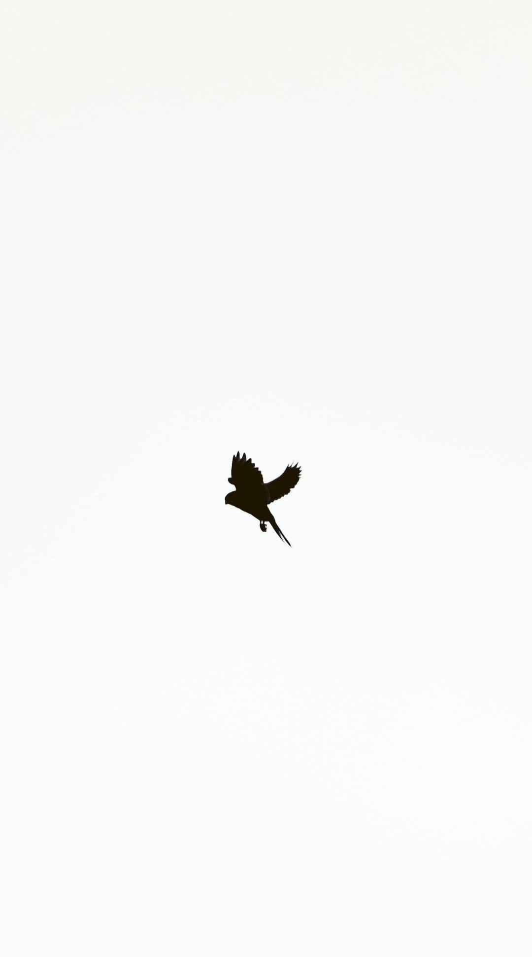 Black bird silhouette with outstretched wings flying across a bright, solid white background in a minimalist style.