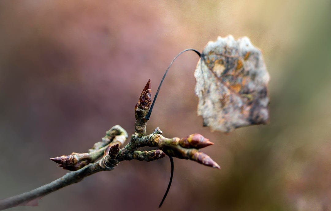 Dry brown leaf clinging to a twig with small circular buds against a blurred, soft-focus autumn background.