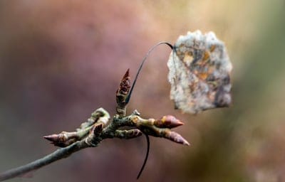 plant,full HD wallpaper,dry,free background,laptop wallpaper,buds,4K wallpaper,sprig,leaf,desktop backgrounds,HD wallpaper,mac wallpaper,autumn,beautiful wallpaper,forest,windows wallpaper,wallpaper HD,floral background,tree,dried
