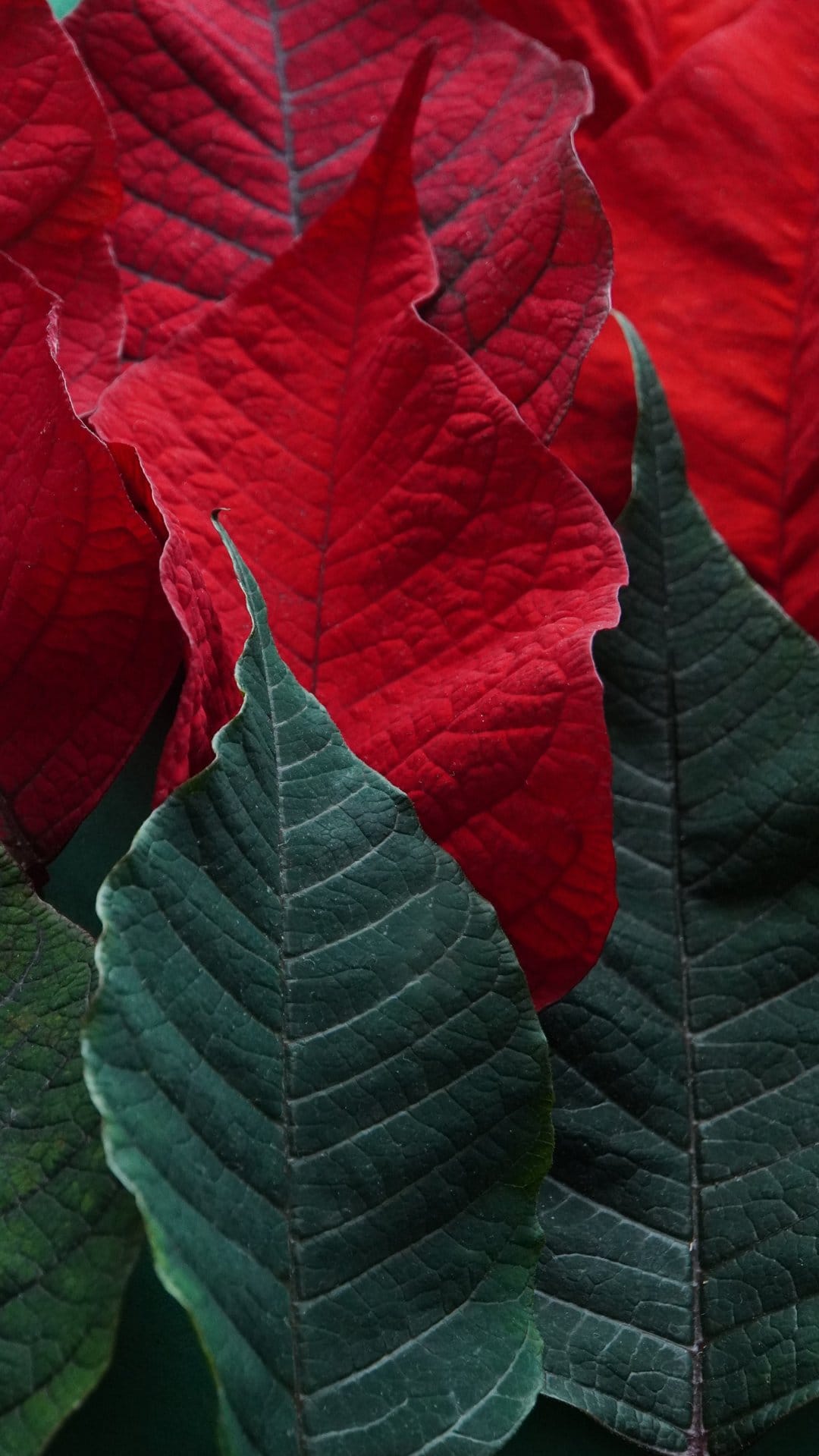 Red poinsettia bracts showing intricate vein patterns and velvety surfaces beside dark green foliage.
