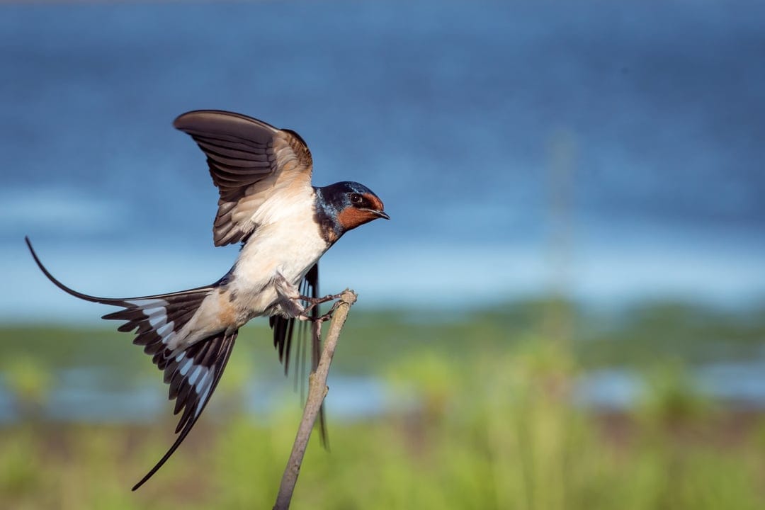 Barn swallow with spread wings and forked tail perches on a twig against a blurry blue and green background.