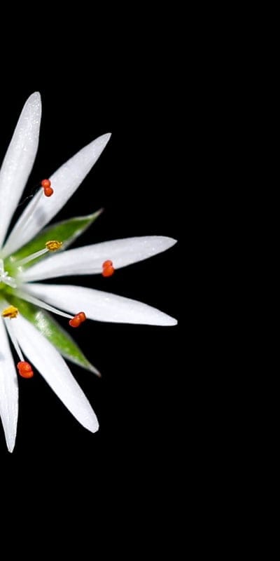 stellaria,floral background,flower,desktop backgrounds,background,laptop wallpaper,black,cool backgrounds,full hd wallpaper,windows wallpaper,beautiful wallpaper,free background,4k wallpaper,wallpaper 4k,stellaria graminea,beautiful flowers,lonely,stamen,