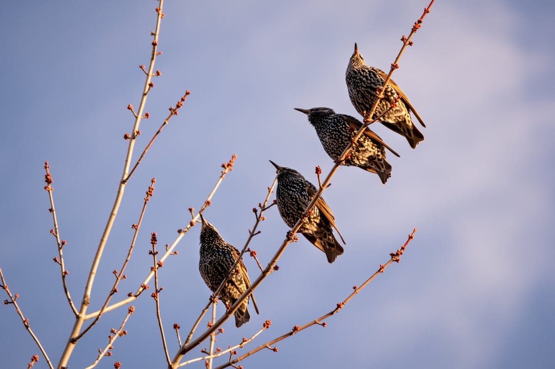 Four speckled European starlings perch on thin, bare tree branches against a clear and pale blue daytime sky.