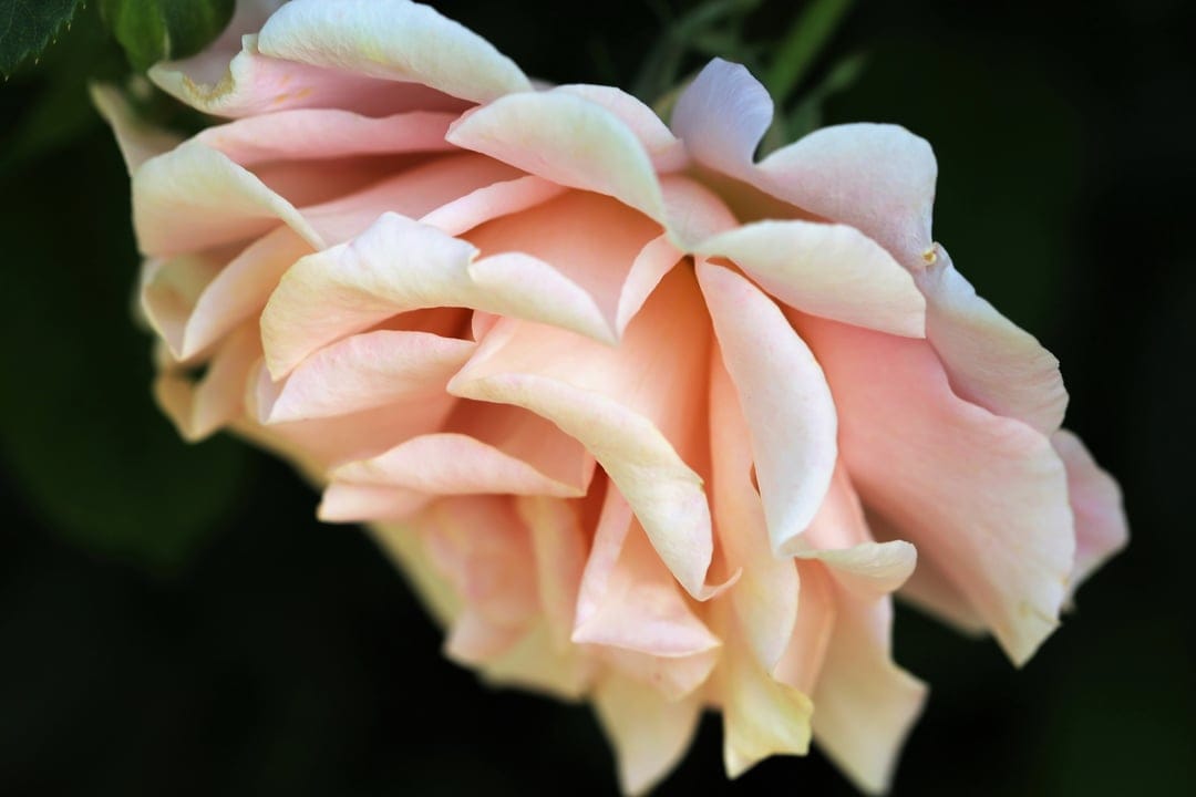 Peach rose with velvety layered petals in full bloom against a dark blurred background in a macro shot.