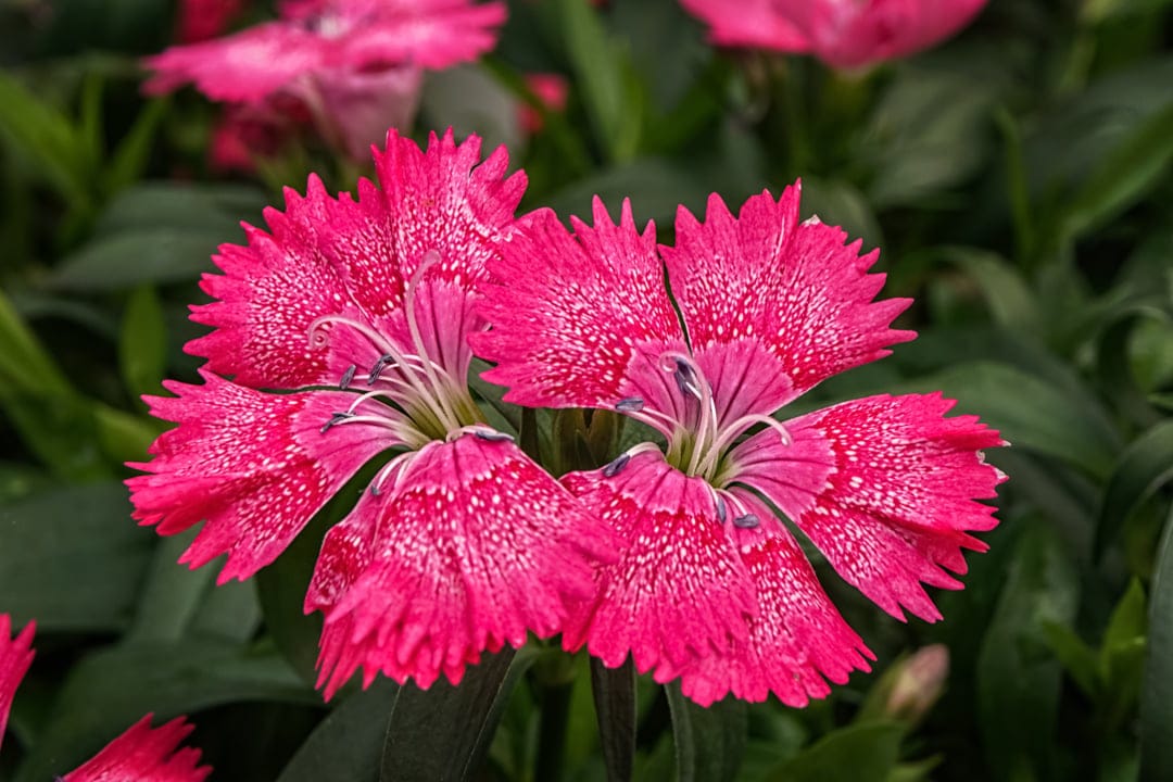 Pink Dianthus flowers with fringed petals and white speckles sit against a dark green blurred foliage backdrop.