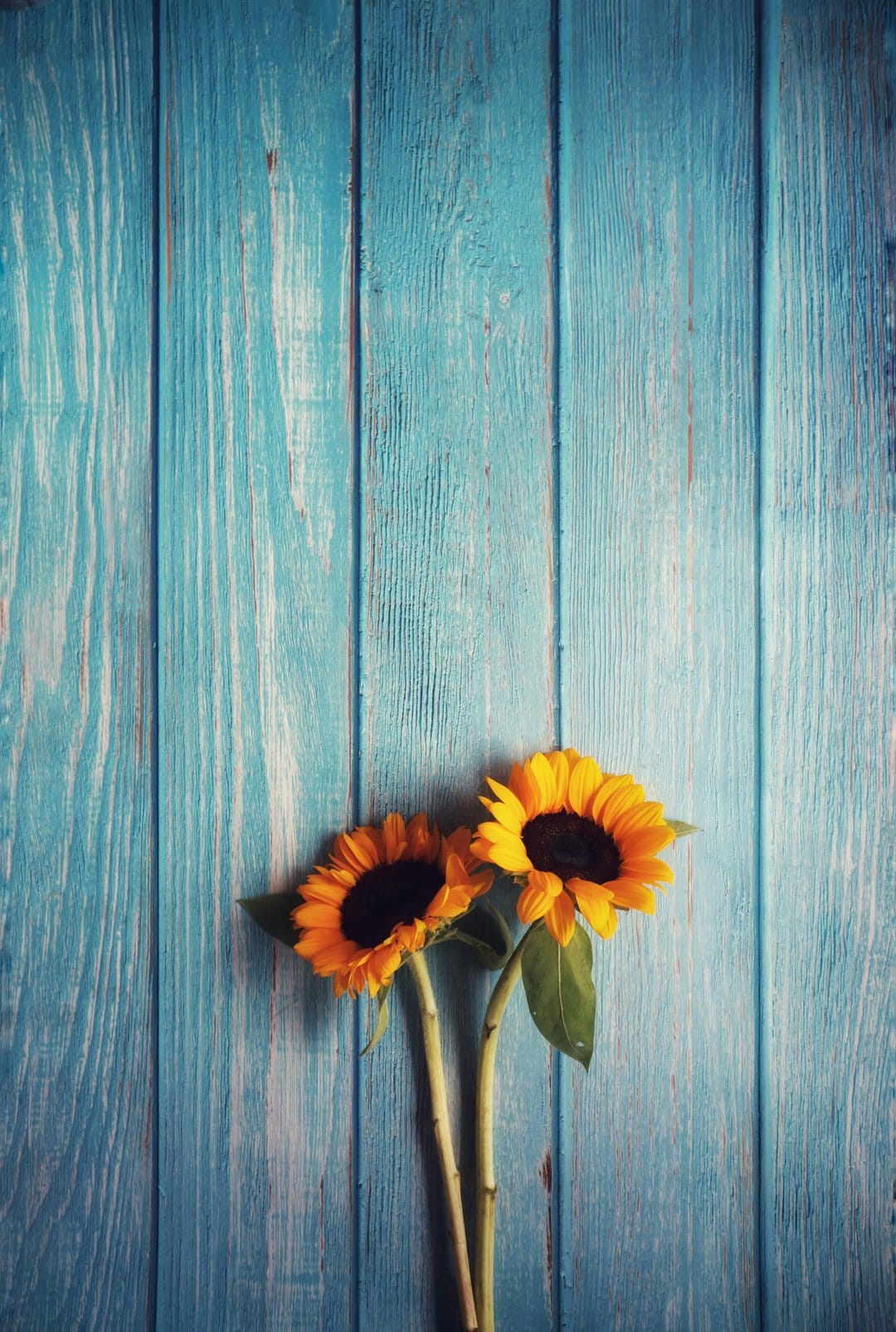 Two sunflowers with golden petals lay atop rustic teal wooden boards in a vertical top-down perspective.