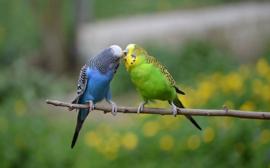 Blue and green budgies touch beaks on a branch against a blurred background of green leaves and yellow flowers.