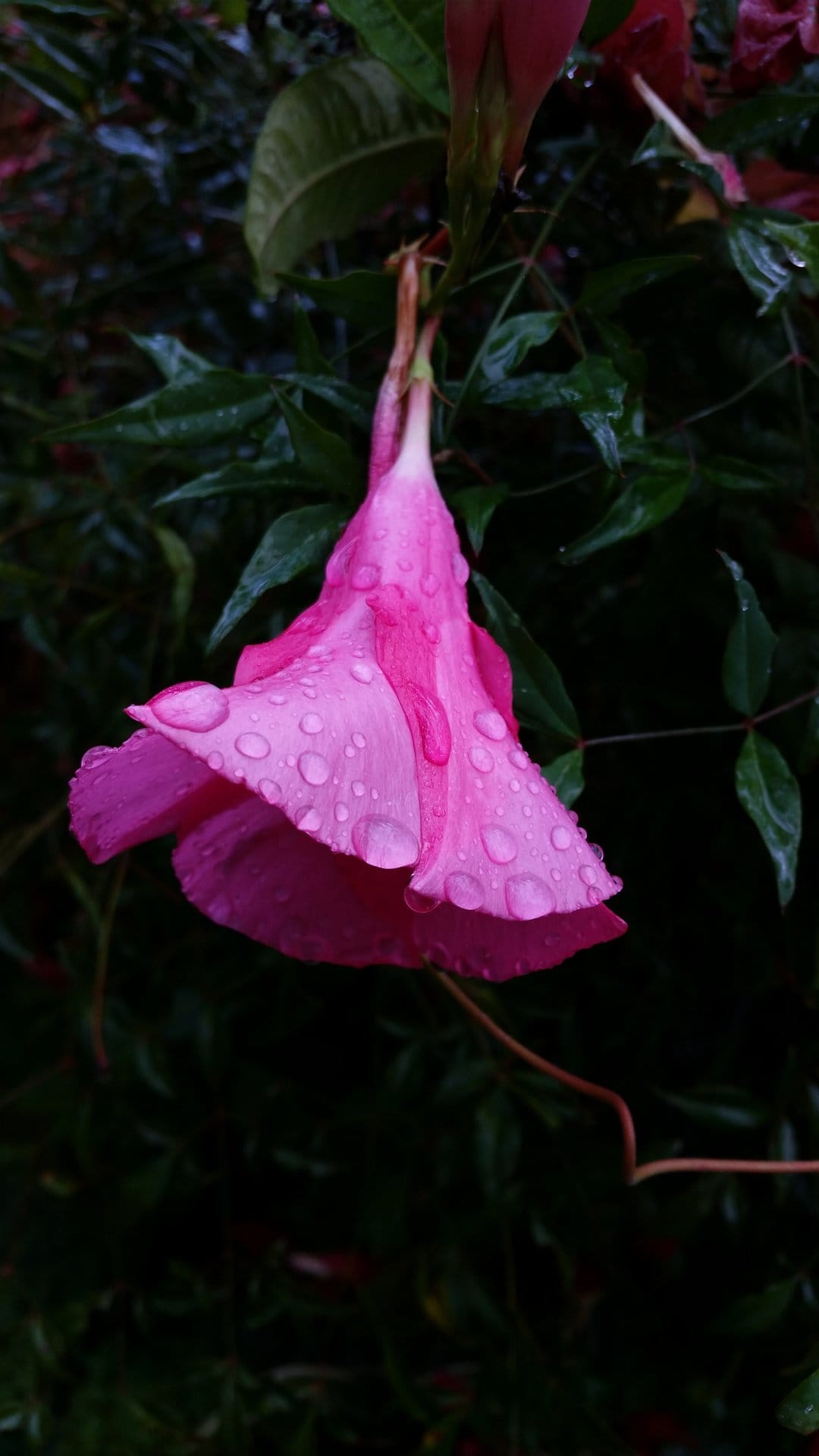 Pink Mandevilla flower with translucent raindrops on trumpet-shaped petals against dark wet green leaves.
