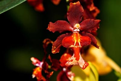 Dark red orchid bloom with velvety petals and a yellow-flecked center against a soft-focus background.