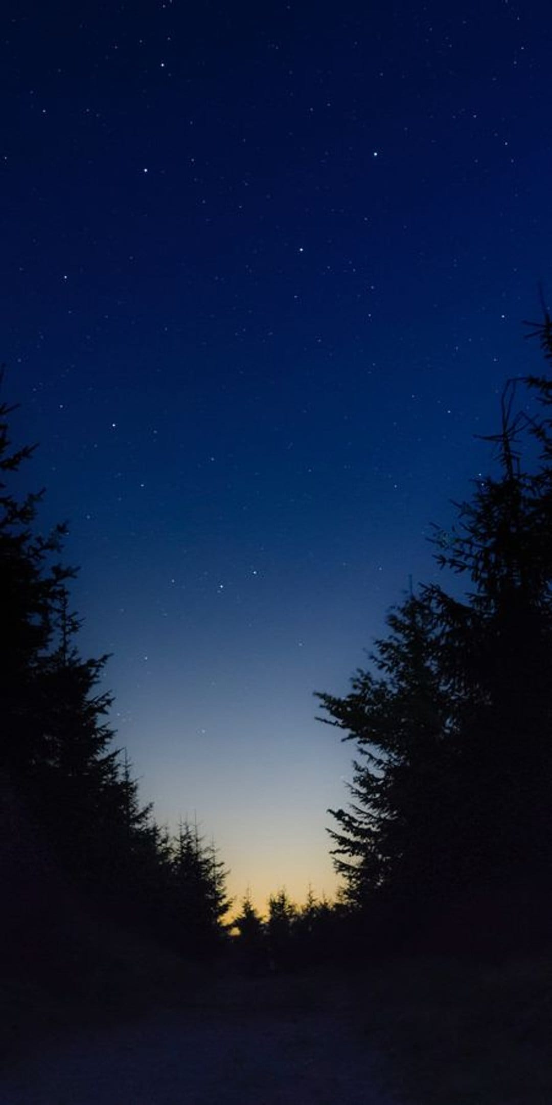 Towering pine tree silhouettes frame a dark forest clearing under a brilliant star-filled night sky at dawn.