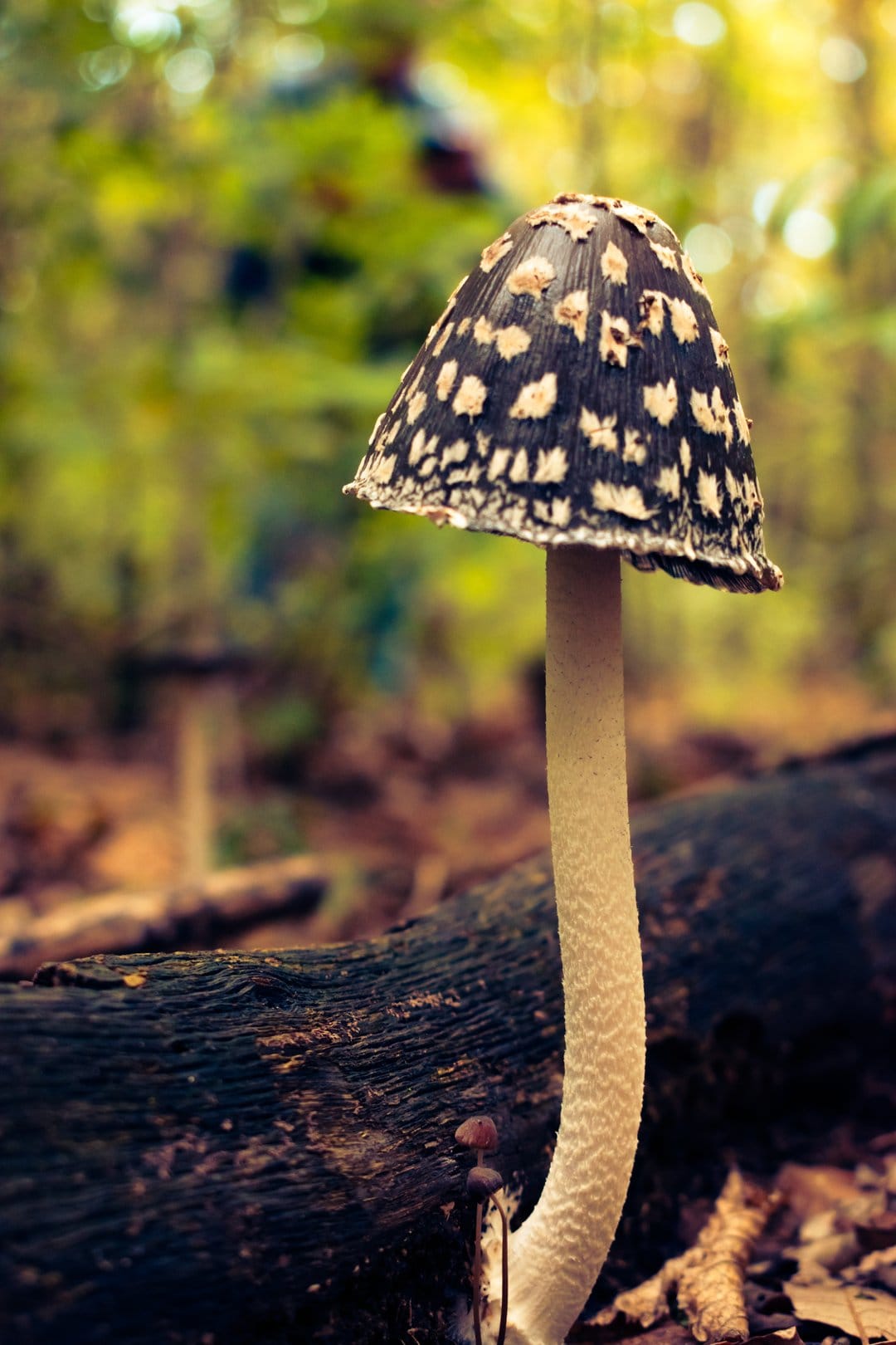 Shaggy Mane mushroom with flaky scales stands on a fallen log against a blurred green forest background.