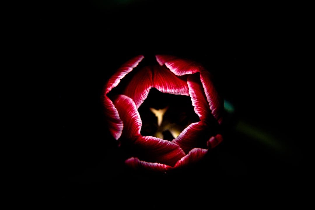 Dark red tulip petals illuminated from above by a spotlight against a pitch black background with a glowing center.