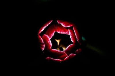 tulip,free background,beautiful flowers,full hd wallpaper,nature wallpaper,flower,background,spring,flower wallpaper,laptop wallpaper,cool backgrounds,flower background,mac wallpaper,red tulip,wallpaper 4k,windows wallpaper,free wallpaper,desktop backgrou