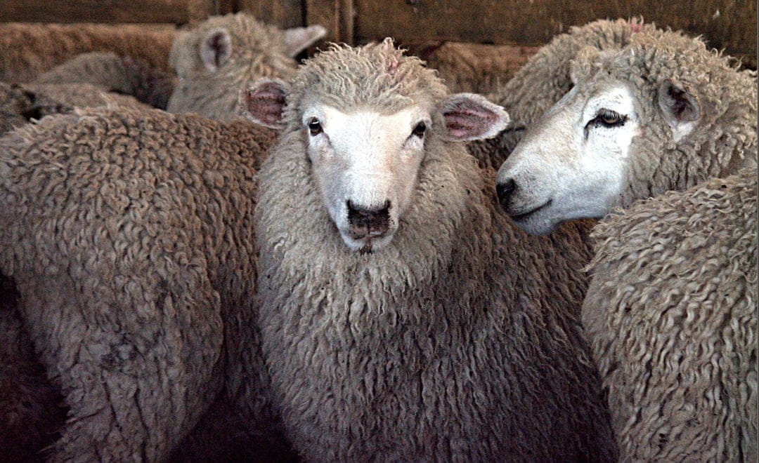 Sheep faces with thick woolly fleeces and soft expressions cluster together inside a softly lit rural pen.