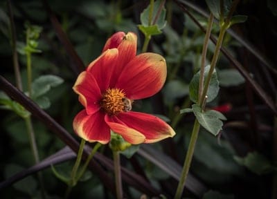 Honeybee pollinating a red dahlia flower with yellow petal tips against a dark blurred garden background.
