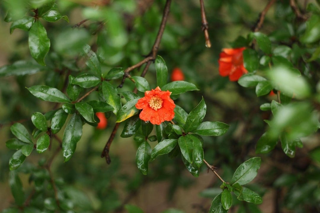 Orange pomegranate flower in macro detail with water droplets on green leaves and a soft bokeh background.
