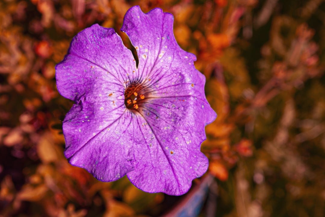 Purple petunia flower showing fine veins and water droplets against a soft amber and gold blurred backdrop.