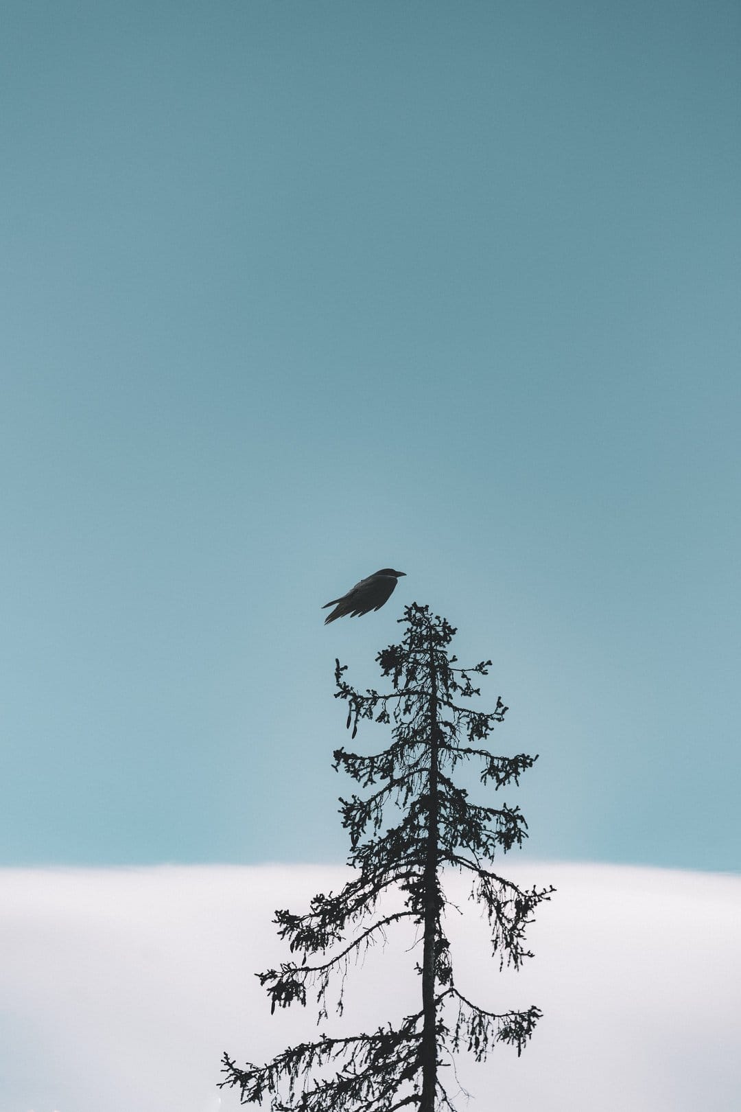 Bird in flight silhouette near the peak of a wispy pine tree against a clear, solid blue sky background.