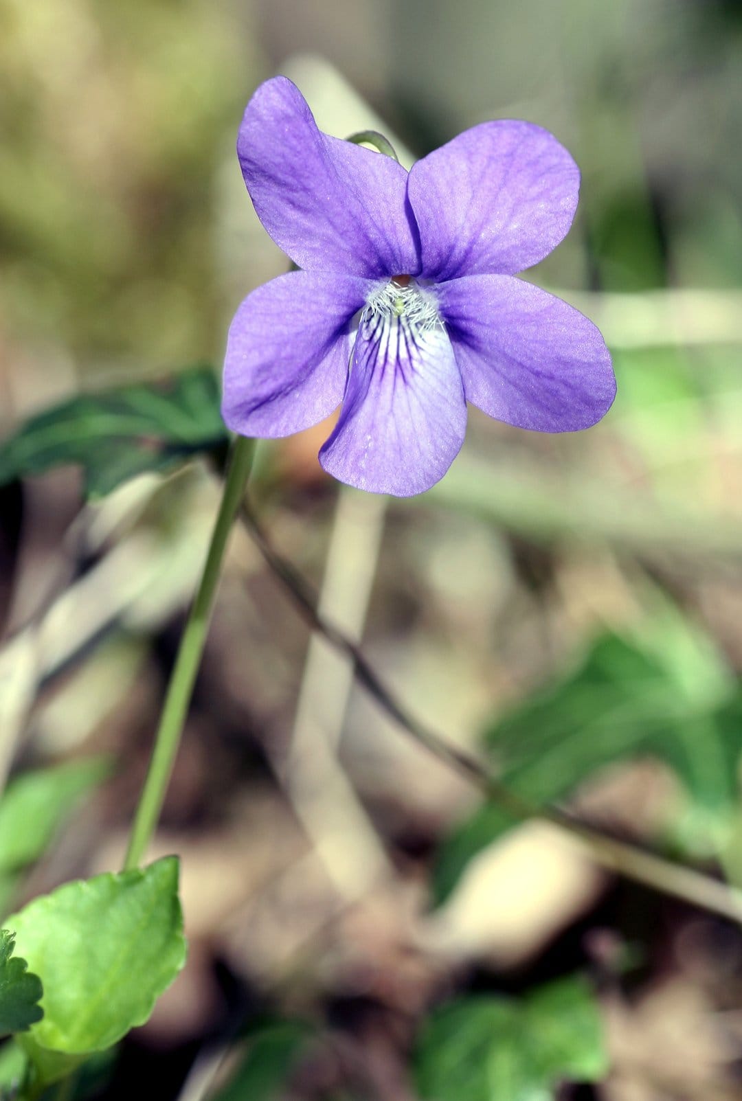 Violet flower petals with white veins and green leaves appear in sharp detail against a blurred natural backdrop.