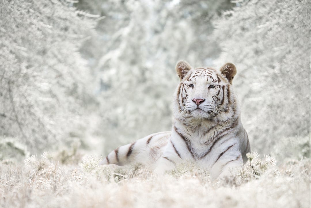 White tiger with black stripes rests among frosted foliage and crystalline branches under soft, diffused light.