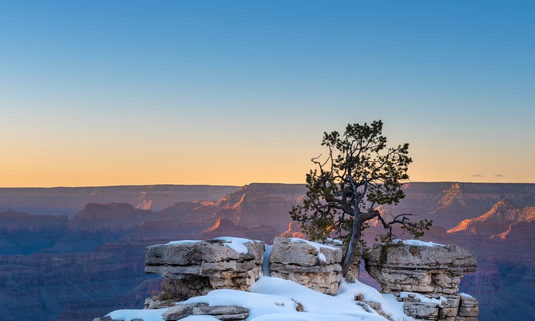 Lone tree on a snowy cliff edge overlooks the Grand Canyon's vast ridges during a golden winter sunrise.
