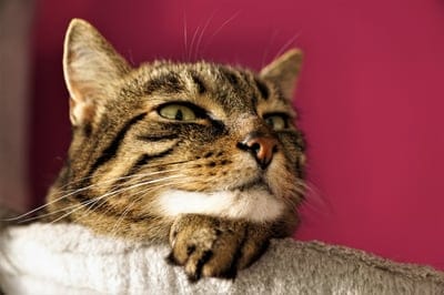 Tabby cat with green eyes rests its head on its paws against a bright pink background in a close-up portrait.