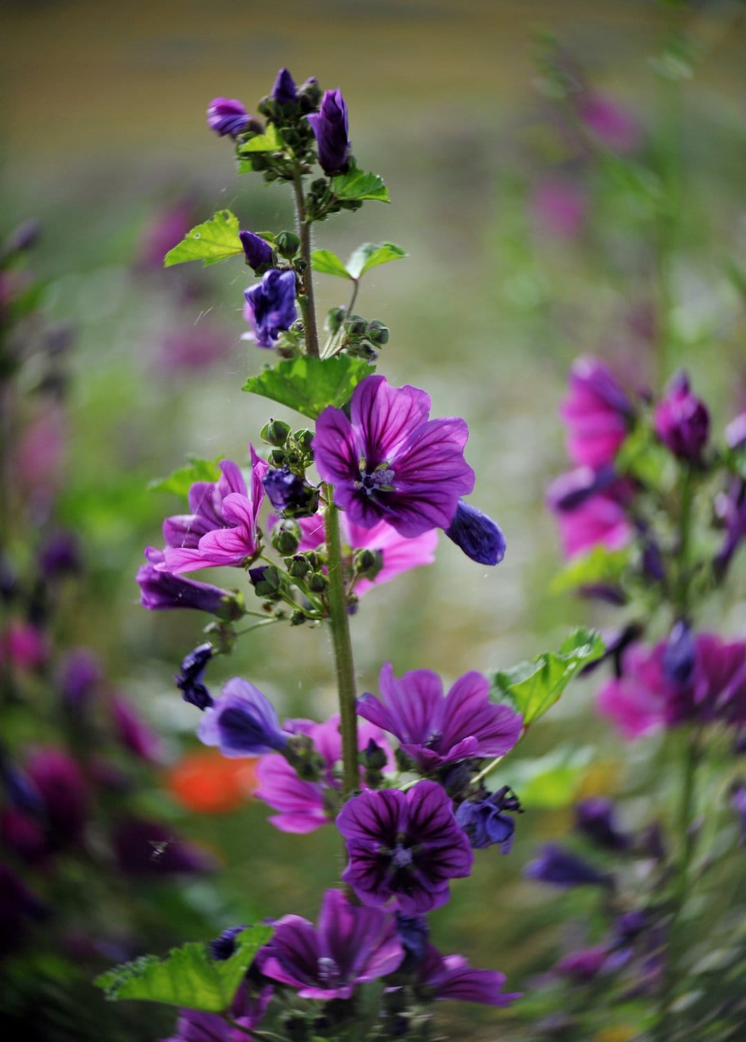 Purple mallow flowers with dark veins on a green stem against a blurred garden background in soft natural light.