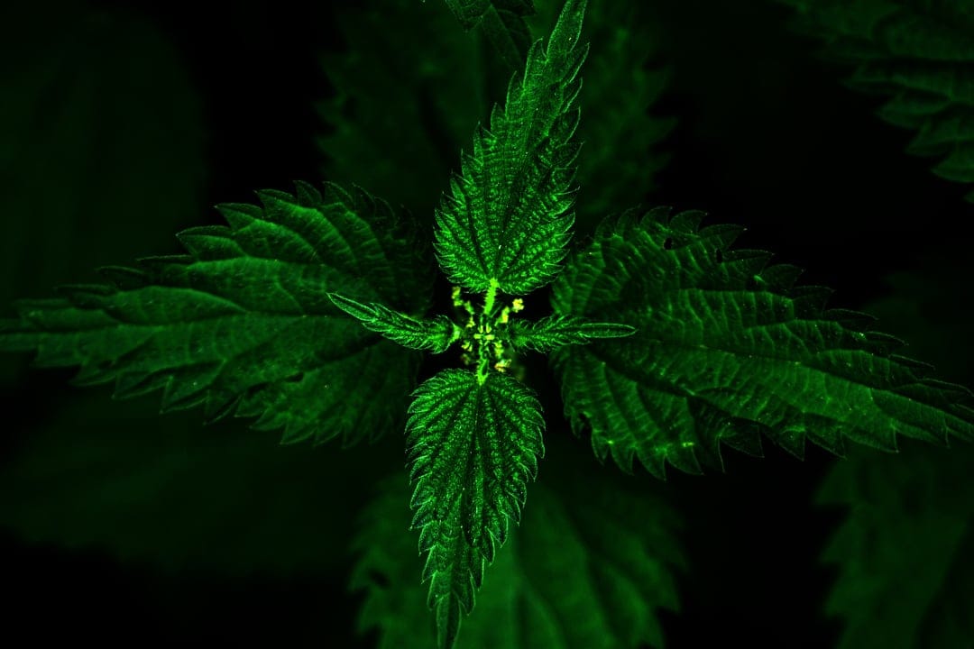 Stinging nettle leaves with sharp serrated edges and tiny hairs glow against a dark, shadowy background.