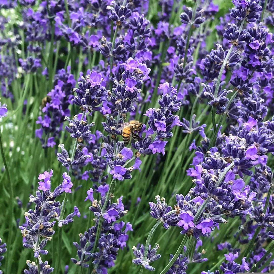 Honeybee perches on a sprig of purple lavender flowers with a soft green bokeh background in a sunny summer field.