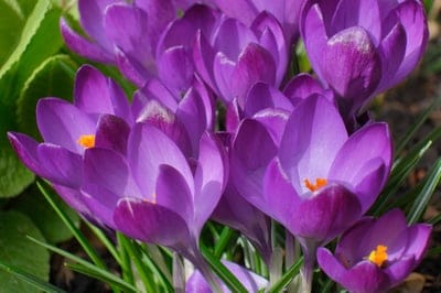 Purple crocuses with bright orange stamens bloom in sunlight against a soft green background of spring foliage.