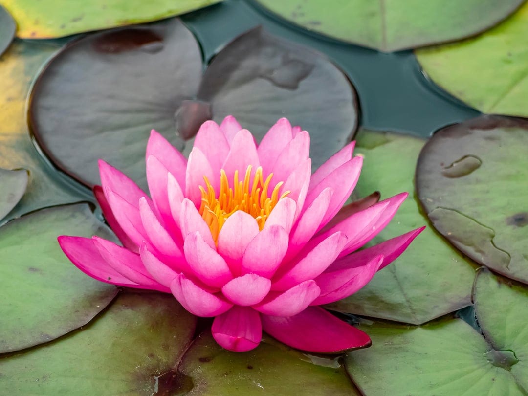 Pink water lily with yellow stamens floating on dark green pads in a calm pond under soft natural light.