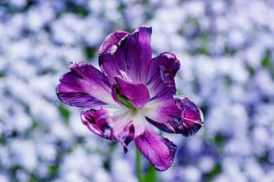 Ruffled purple parrot tulip petals with white streaks captured in a macro view against a blurred violet backdrop.
