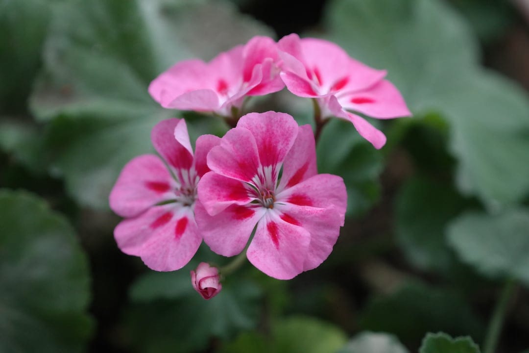 Pink geranium flowers with dark vein markings and green leaves in a detailed close-up botanical view.