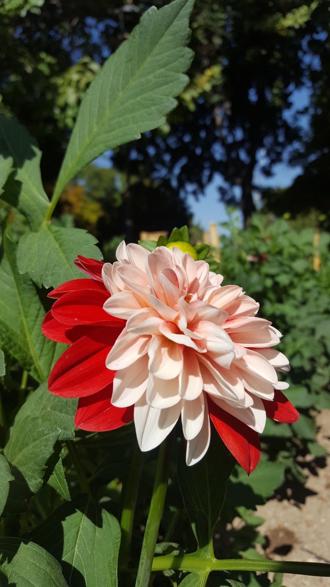 Bicolor dahlia flower with red and pink petals features intricate layers against a soft green foliage background.