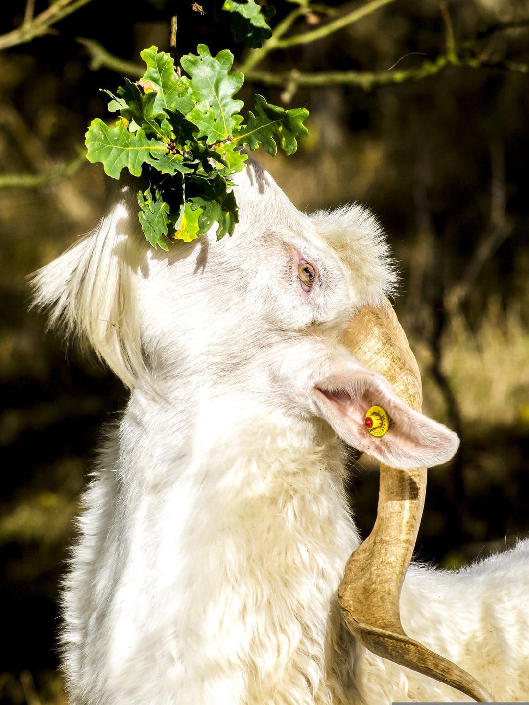 White horned goat reaching up to eat green oak leaves from a branch with natural sunlight highlighting its fur.