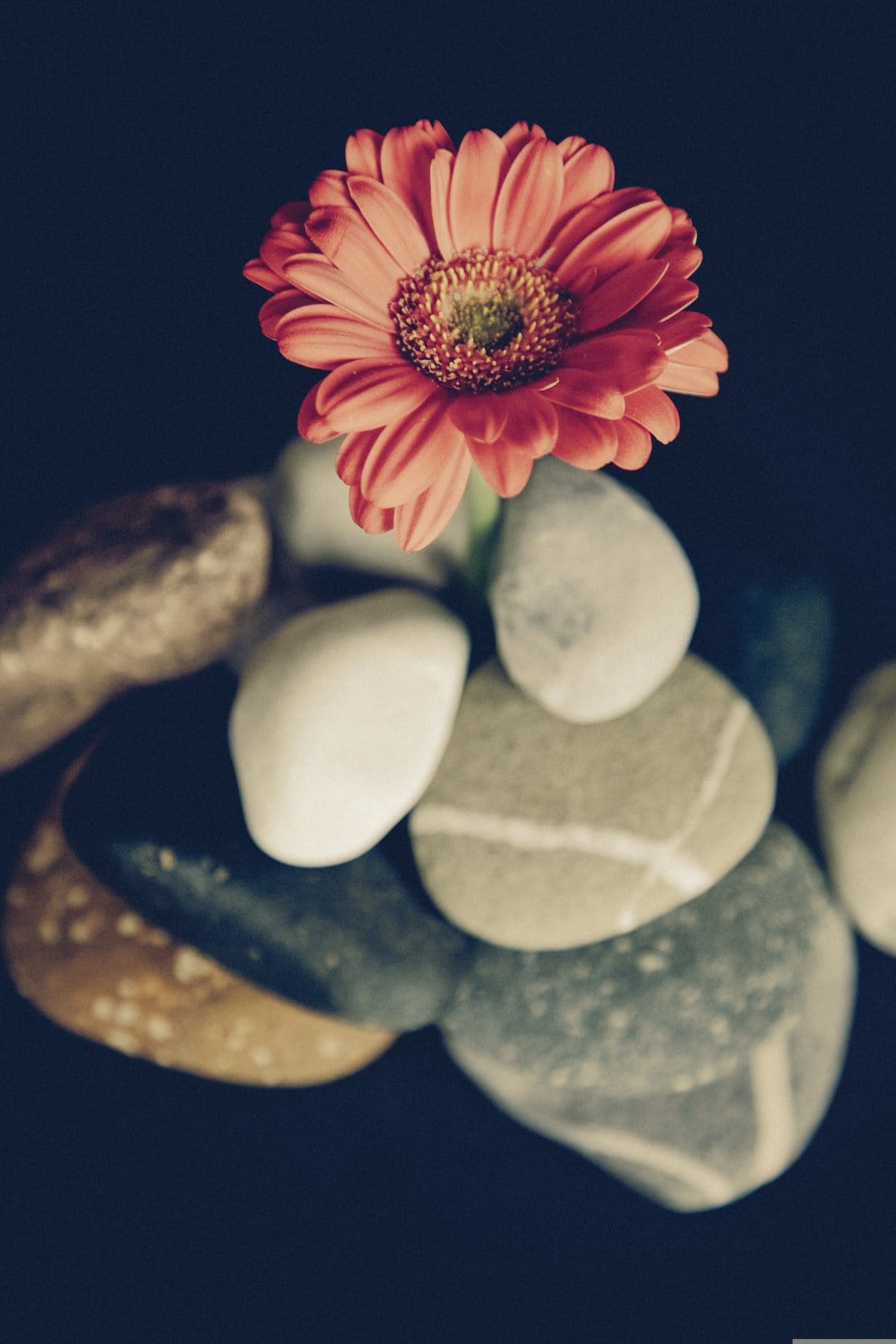 Coral Gerbera daisy on a stack of smooth dark stones against a black background in a vertical composition.
