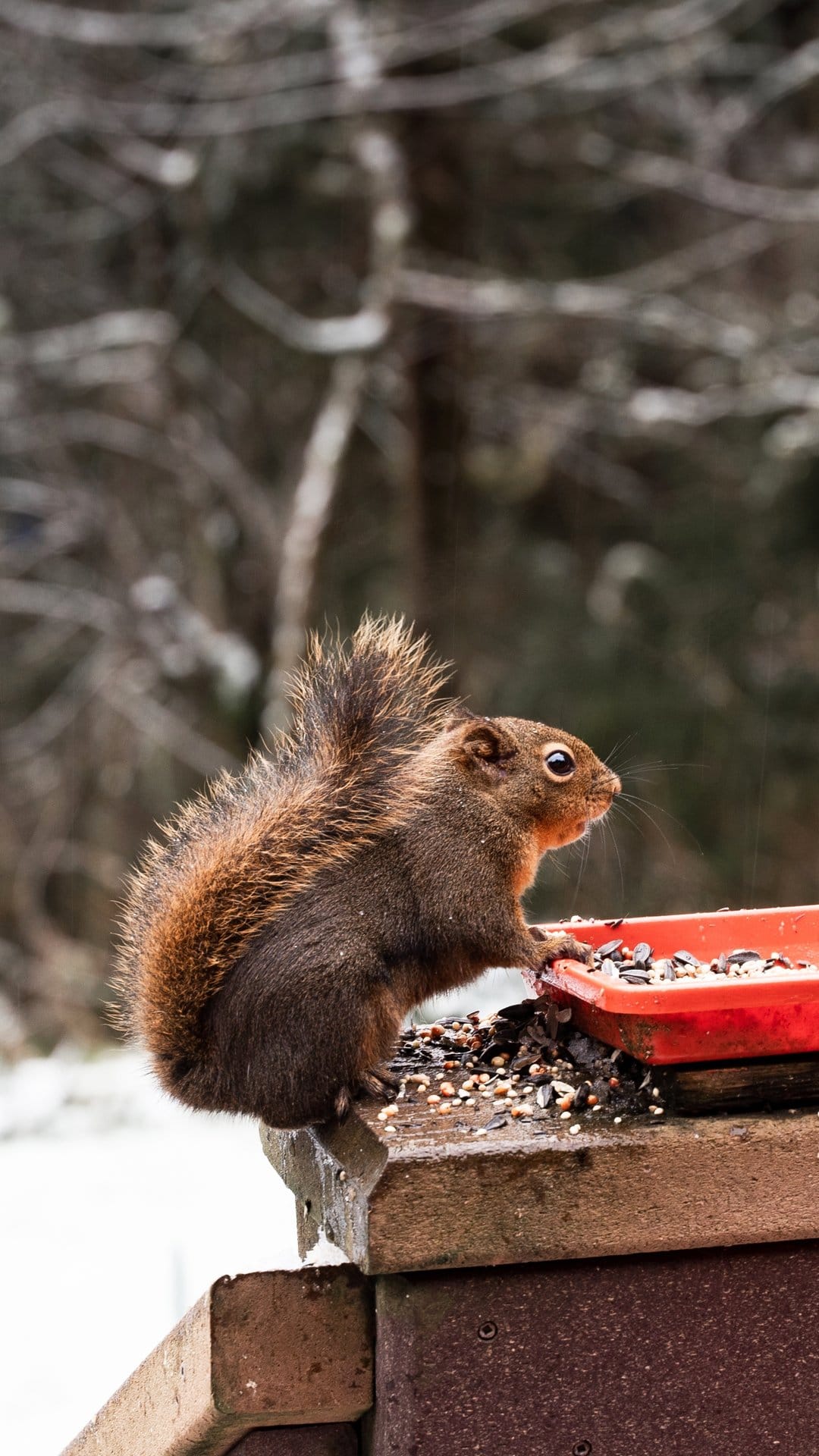 Red squirrel with a bushy tail eats seeds from a red wooden feeder against a blurry snowy forest background.