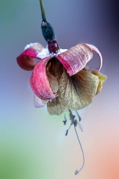 flower,winter,frost,flower background,beautiful flowers,snow,colorful,flower wallpaper,fuchsia,macro,nature,close up