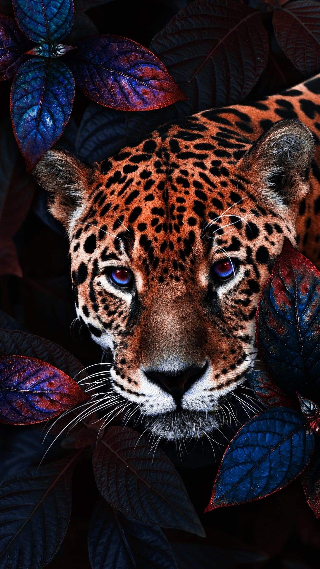 Jaguar with bright blue eyes stares from dark shadows surrounded by navy and red leaves in a close-up portrait.