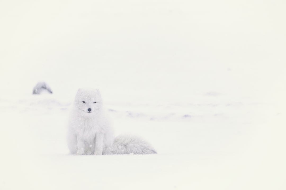 Arctic fox with thick white fur sitting on a vast snow-covered tundra under soft winter lighting in the wild.
