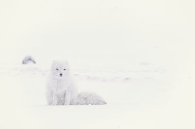 Fox  wallpaper,Fox,Fox background,animal