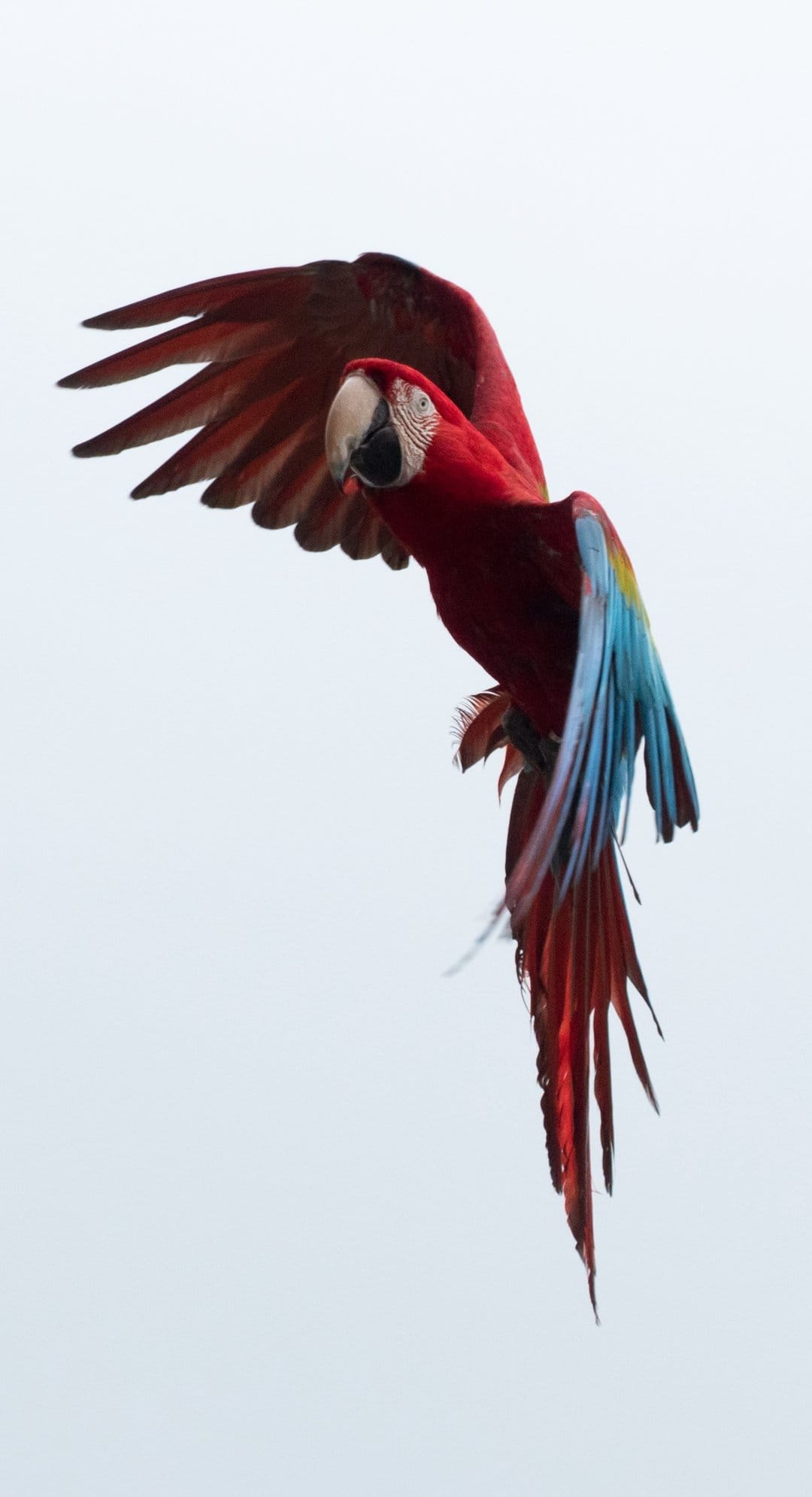 Scarlet macaw with red and blue wings spread wide in mid-air against a pale, bright overcast sky background.