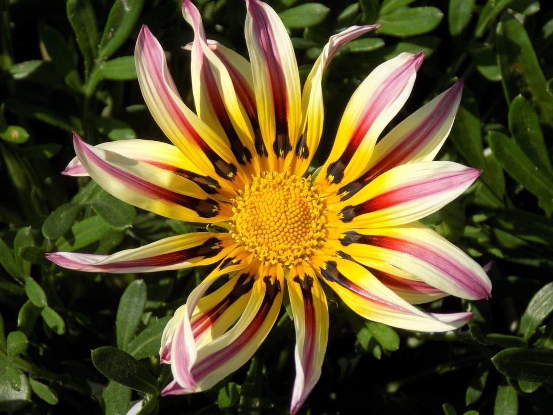 Gazania flower with yellow petals and crimson stripes against a blurred green leaf background in bright sunlight.