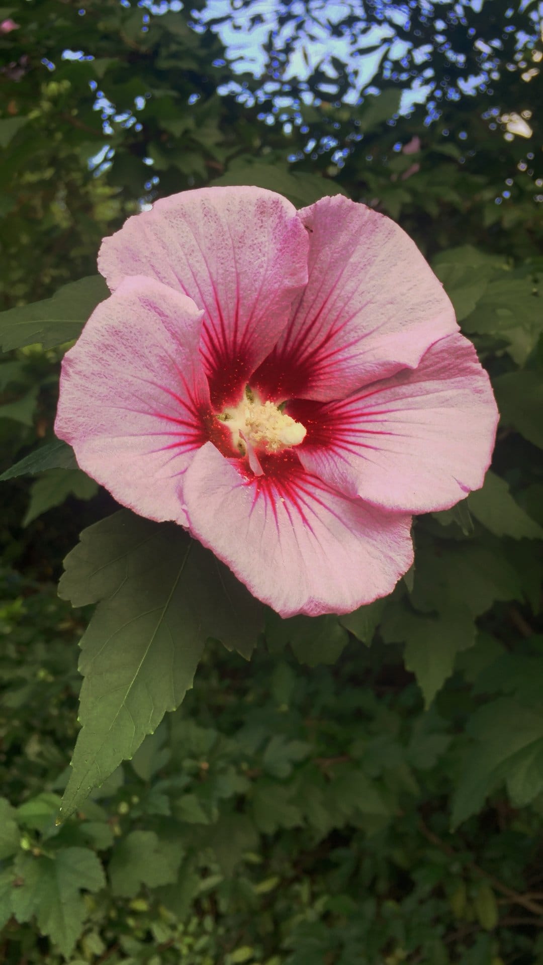 Pink hibiscus flower showing red veins and a yellow stamen against a soft green and blue blurred background.