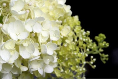White hydrangea petals and green buds emerge from a black background in a detailed macro floral close-up view.