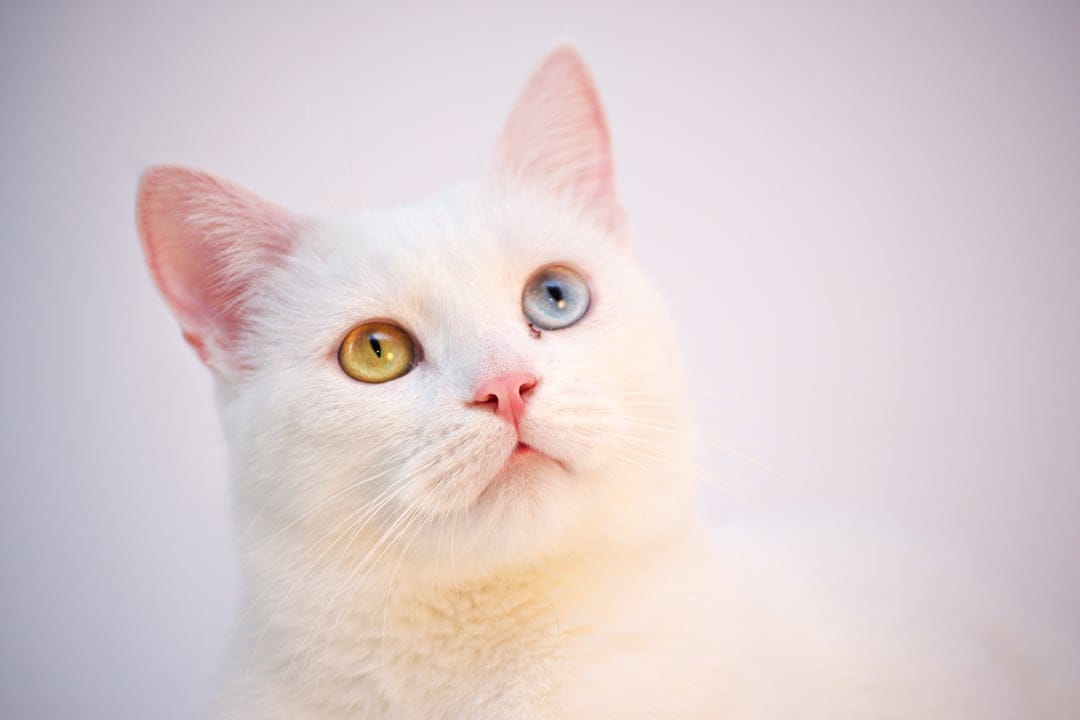 White cat with one blue eye and one yellow eye looks up, showing a pink nose and soft fur against a light backdrop.