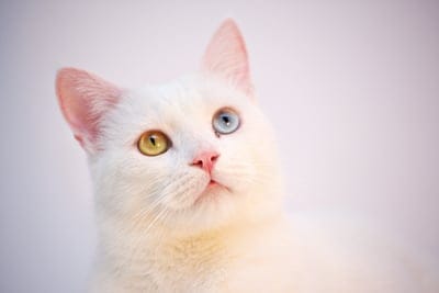 cat,4k wallpaper,white,angora,desktop backgrounds,turkish,windows wallpaper,laptop wallpaper,cafe,room,cute,animal,free background,pet,fur,hd wallpaper,feline,free wallpaper,comfort,background
