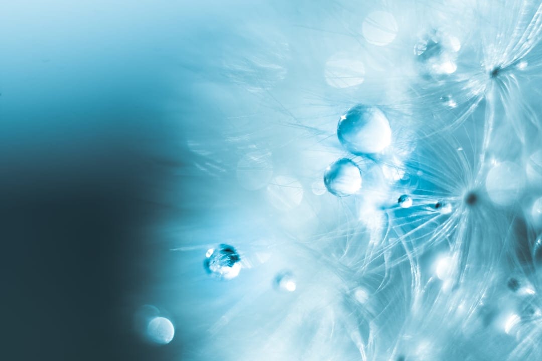 Spherical water droplets resting on delicate dandelion filaments against a soft blue bokeh background gradient.