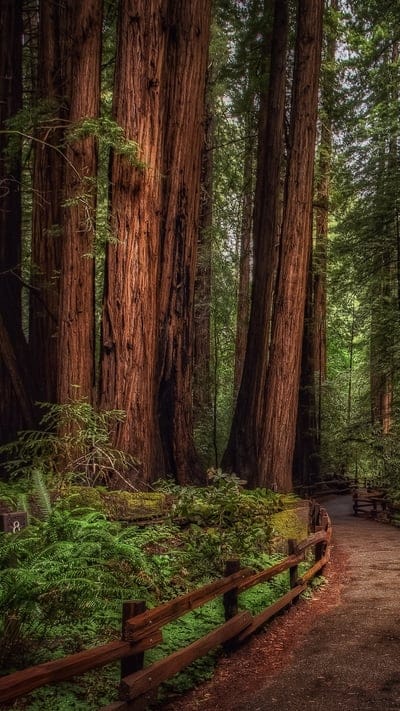 Nature Path, forest, nature, path, road, tree, woods